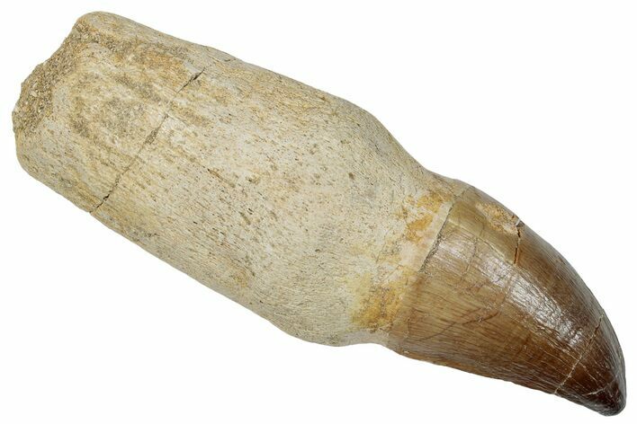 Fossil Rooted Mosasaur (Prognathodon) Tooth - Morocco #259744